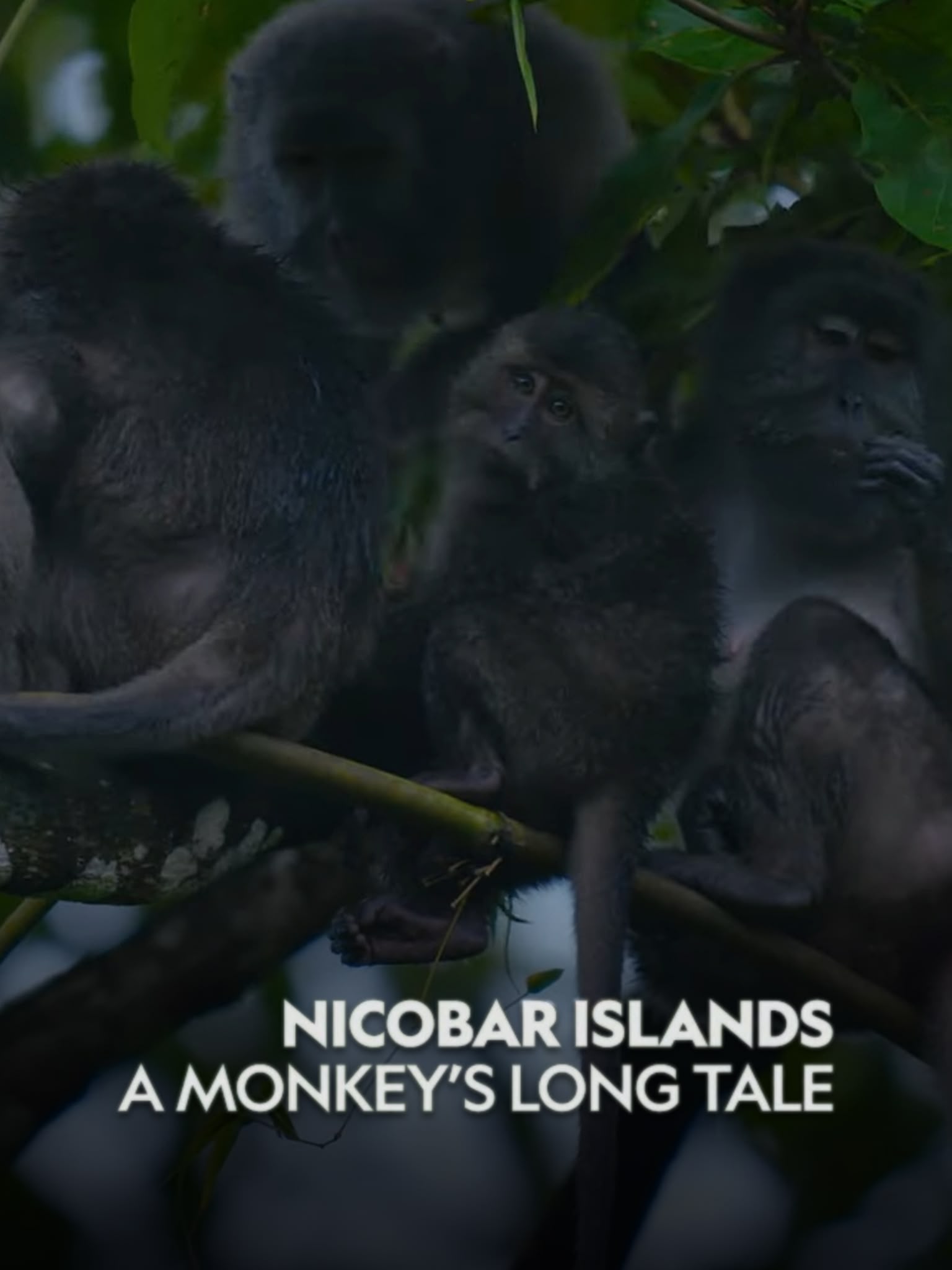 Nicobar...