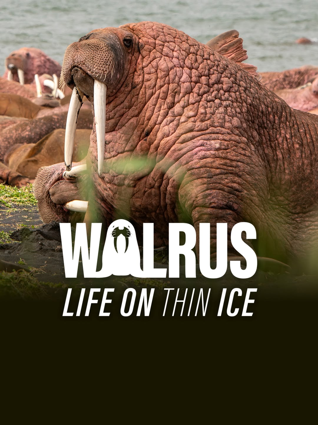 Walrus: Life on Thin Ice