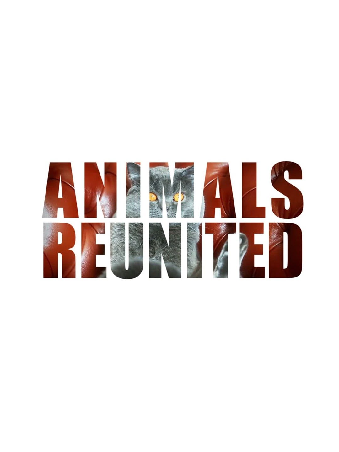 Animals Reunited