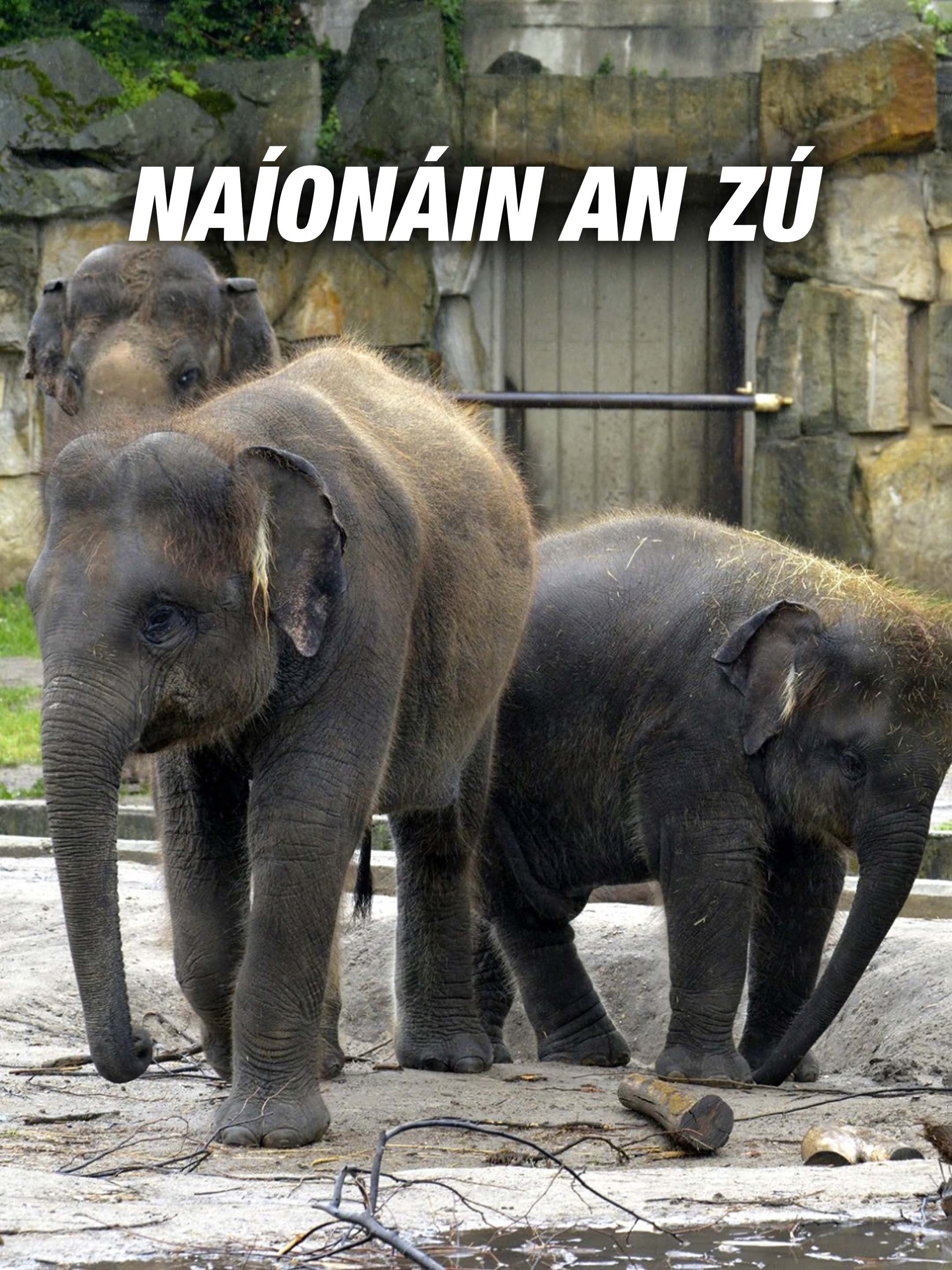 Naíonáin an Zú