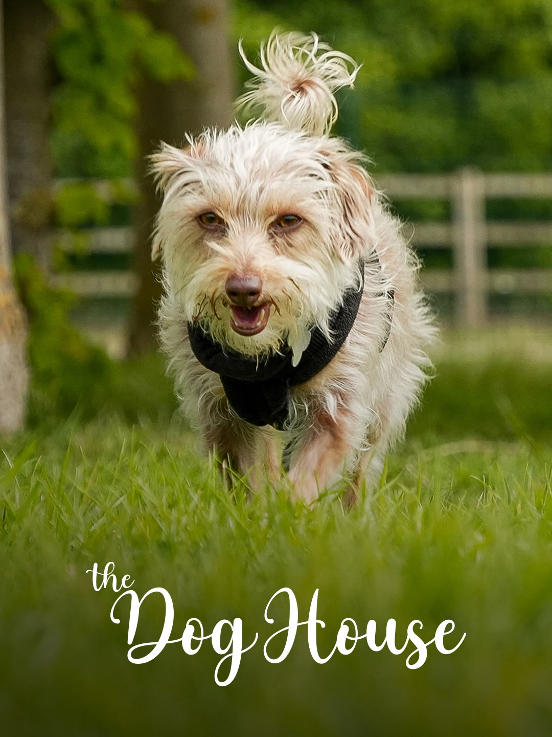 The Dog House