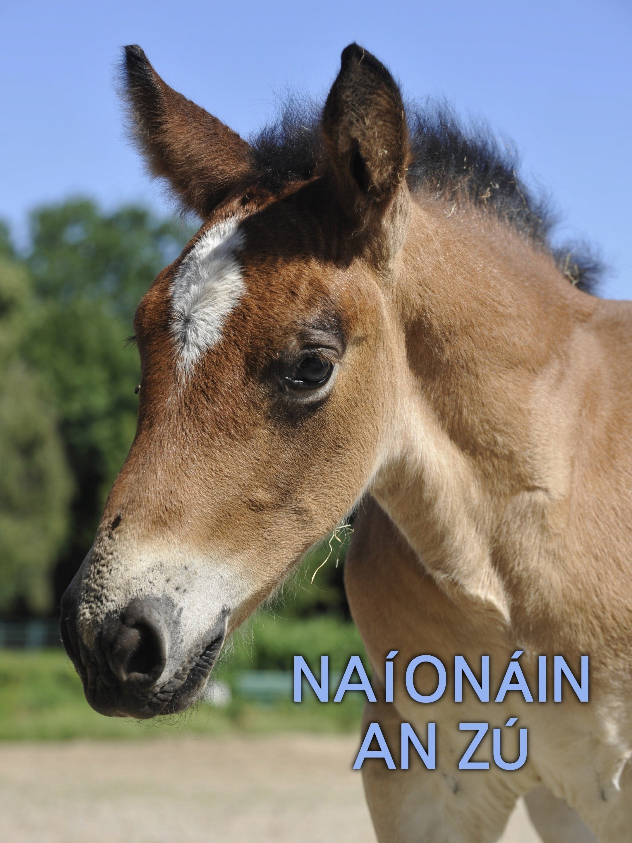 Naíonáin an Zú