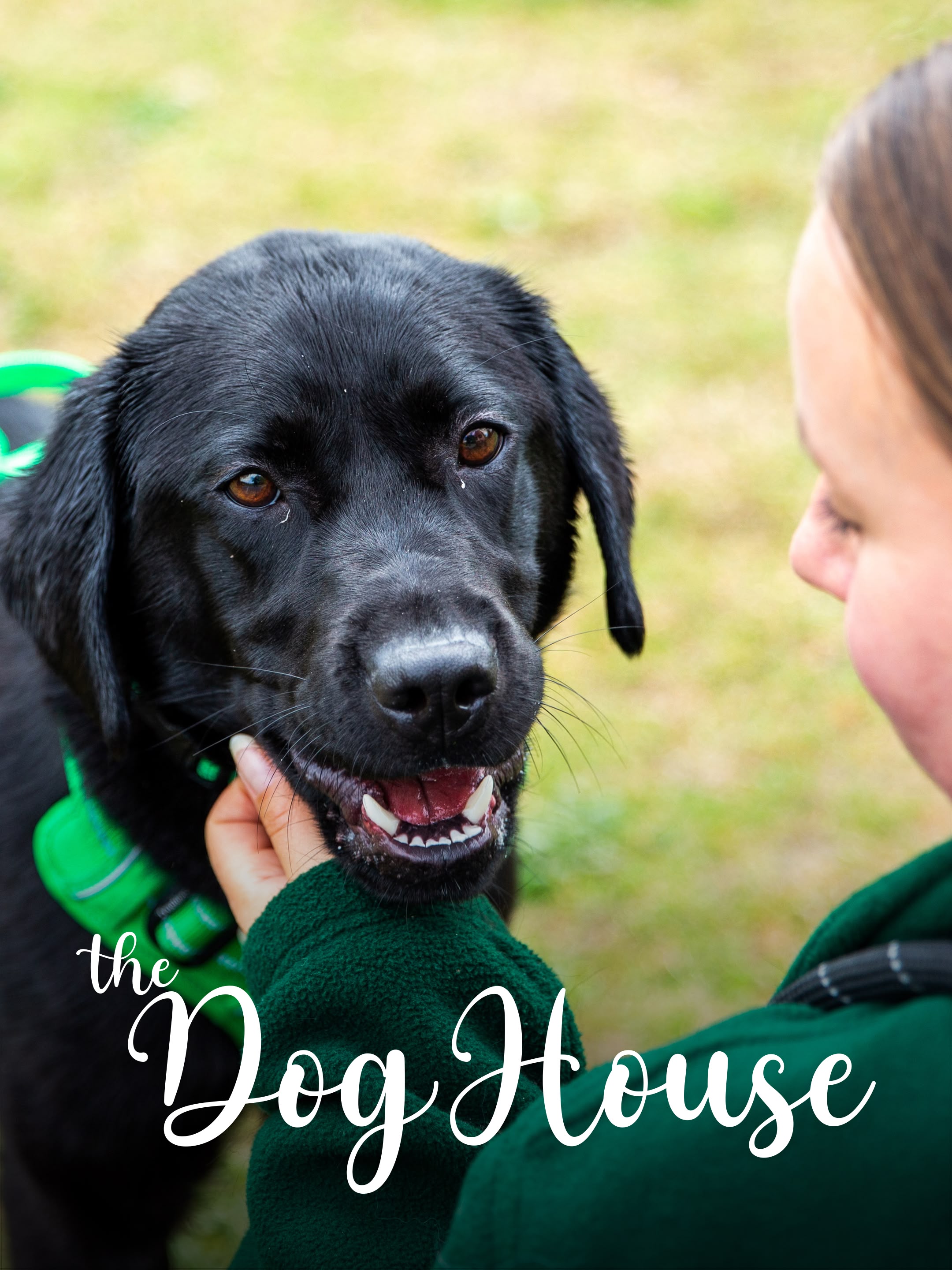 The Dog House