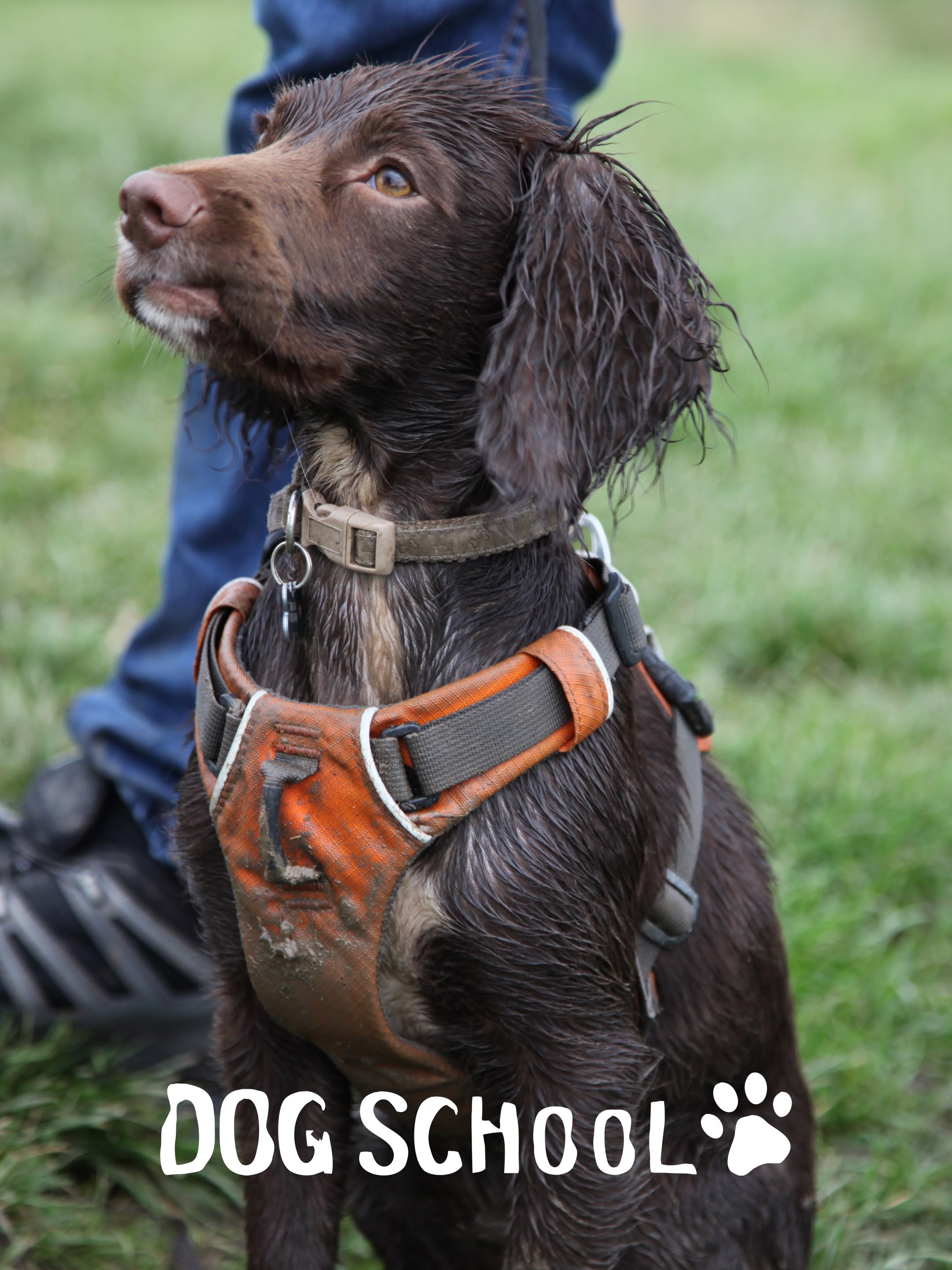 Dog School