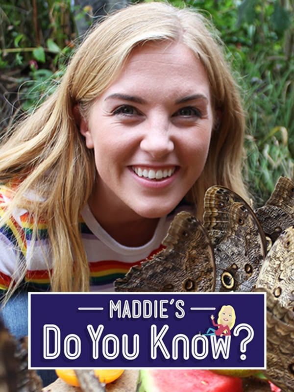 Maddie's Do You Know?